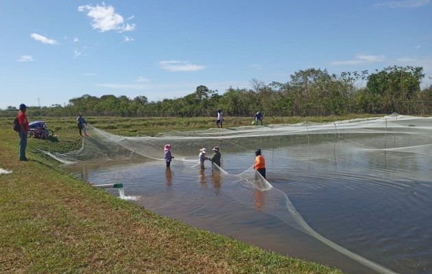 Con esta cooperativa las familias puedan generar sus propios ingresos y así expandir sus actividades fuera de la provincia con la comercialización de la tilapia. Foto. José Vásquez