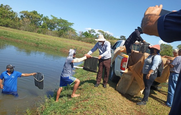 En primera instancia el proyecto se desarrolla en el distrito de Gualaca, para luego expandirlo en todo el territorio nacional. Foto. José Vásquez