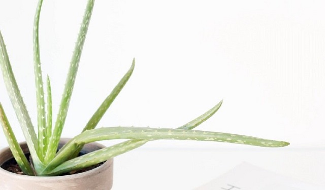 Una piel enriquecida con aloe.  Foto: Ilustrativa / Pexels