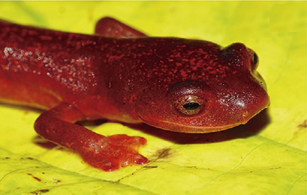 La nueva especie se distingue por su coloración dorsal y ventral. Foto: mapress.com