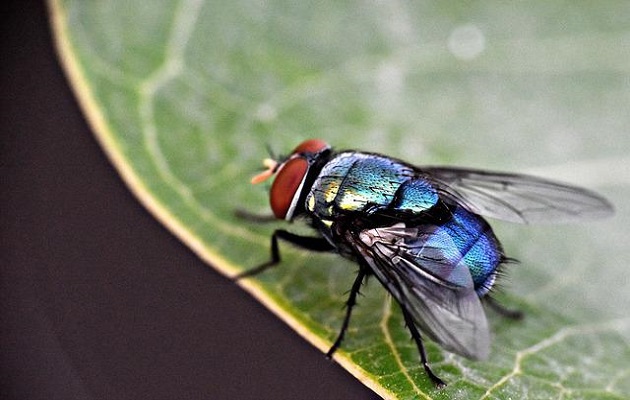 Las moscas tienen un importante rol ecológico. Foto: Pexels