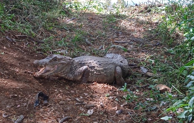 Reptiles, coyotes, serpientes, son parte de las especies encontradas y que causan temor entre moradores, quienes también reportan otros animales como búhos y zarigüeyas, que, en busca de alimento, ingresan a viviendas y áreas habitadas. Foto. Thays Domínguez