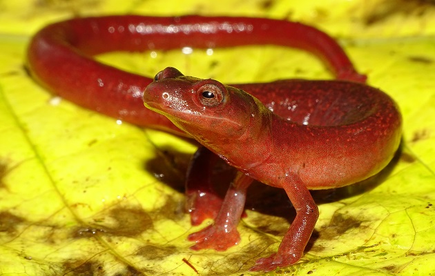 La salamandra de fuego chiricana tiene una llamativa apariencia: Fotos: Marcos Ponce/Carlos Castillo