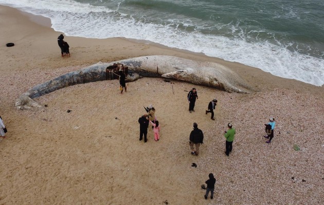 ¿Una ballena varada?, lo habitual es retirar el cadáver, investigadores tienen otra respuesta. Foto: EFE