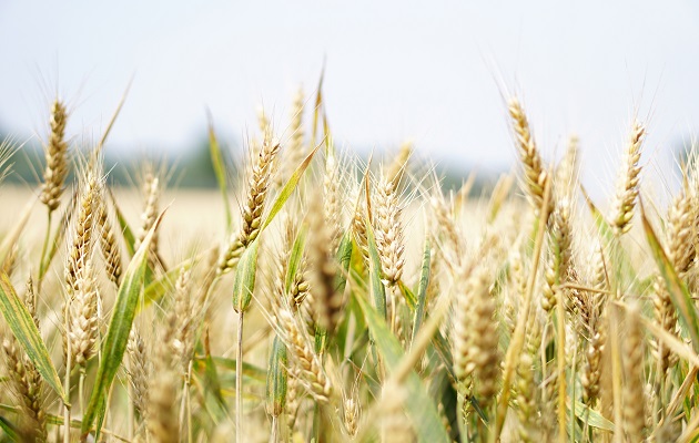 La FAO sigue pronosticando que la producción mundial de trigo registrará un crecimiento en 2022. Foto. Pexels