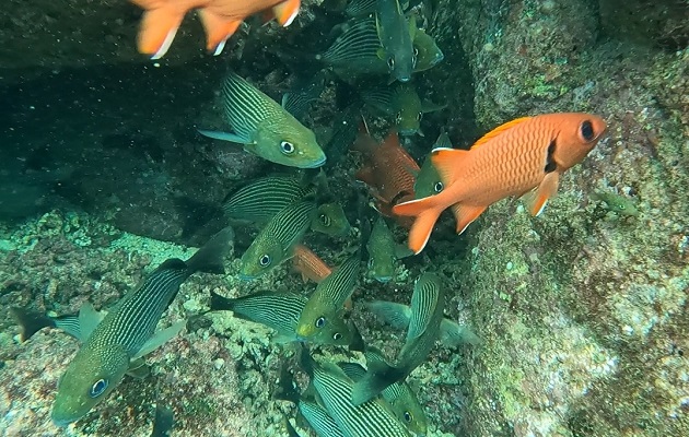 El 70% de los organismos marinos tienen un desarrollo larval o realizan migraciones en alguna etapa de su historia de vida. Foto: Cortesía