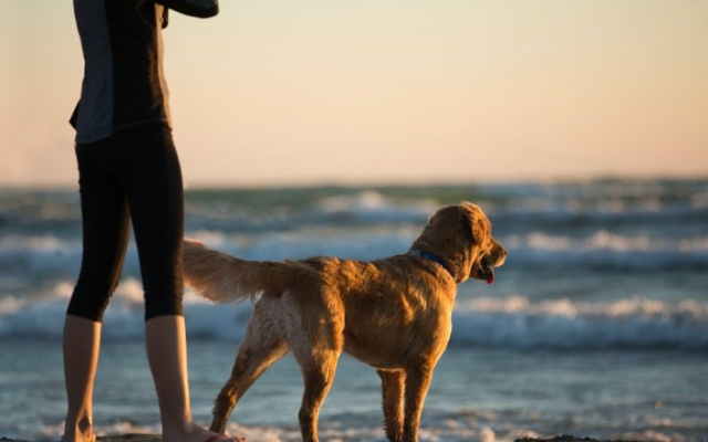 Los dueños deben ser muy cuidadosos. Foto: Pexels