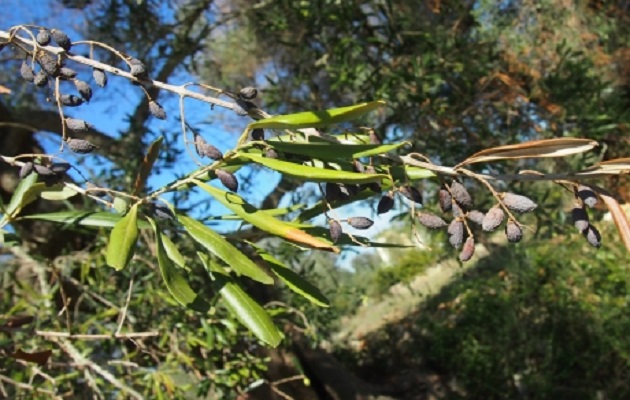 Vista de una planta con Xylella fastidiosa. Foto: FAO