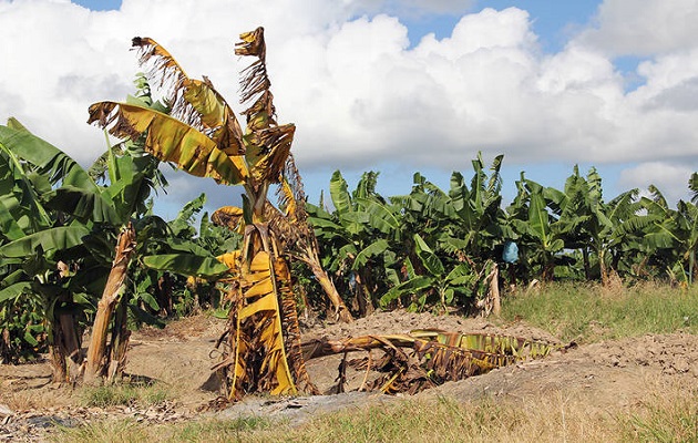 Una planta de banano con fusariosis. Foto: FAO