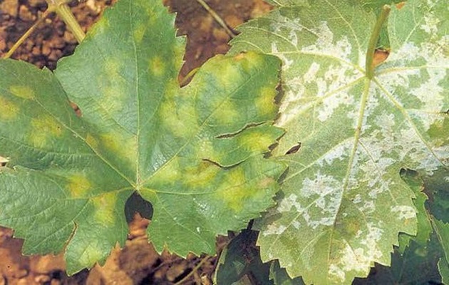 El mildú de la vid es ocasionada por el hongo Plasmopara viticola.