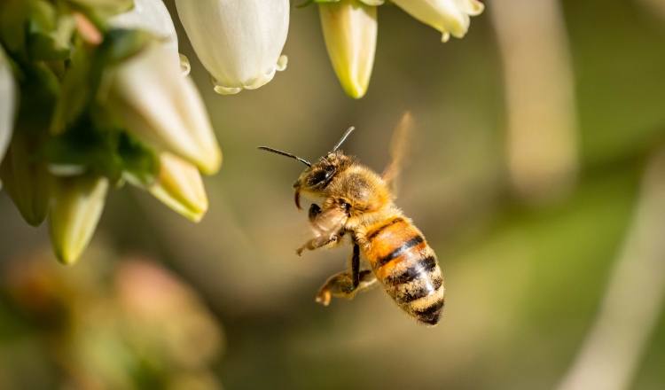 Las abejas son fundamentales para la producción de alimentos. Ilustrativa / Freepik