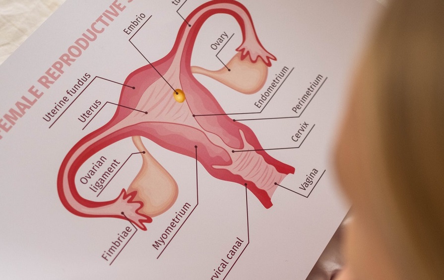 Hay condiciones que pueden alterar la microbiota vaginal. Foto: Pexels