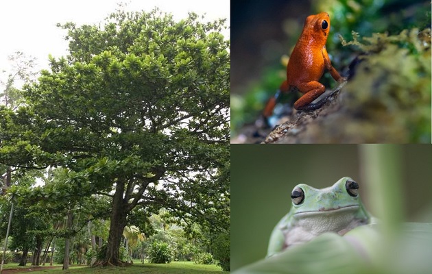 Este  22 de mayo  se conmemora el Día Internacional de la Diversidad Biológica. Fotos: MiAmbiente