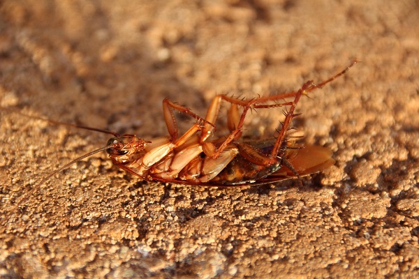 En el mundo existen aproximadamente unas 5.000 especies de cucarachas.