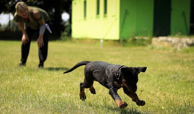  El juego de tirar la pelota al perro. Foto: Ilustrativa / Pexels