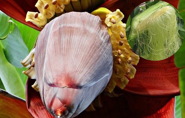 La flor de plátano es ingrediente de ricas comidas. Foto: Cortesía 