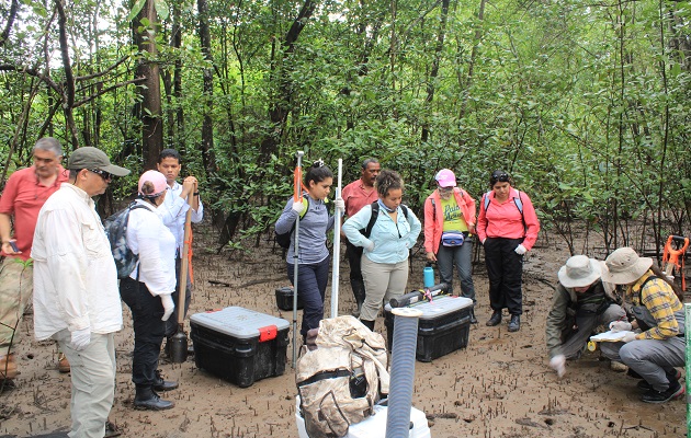 En el programa se estudia la eco geomorfología y eco tipos de manglar. Foto: Senacyt