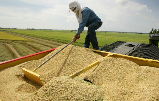 En Panamá  hay sembradas casi 20,000 hectáreas de arroz. Foto: Mida