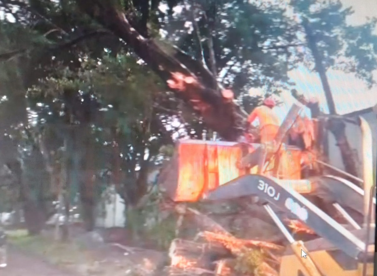 Un enorme árbol cayó en la vía de la comunidad José Dominador Bazán (Davis). Foto: Diomedes Sánchez 