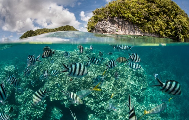 El 8 de junio es el Día Mundial de los Océanos. Foto: Cortesía PNUD