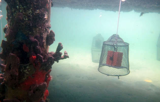 Experimentos suspendidos desde un muelle en Bocas del Toro. Foto: Smithsonian