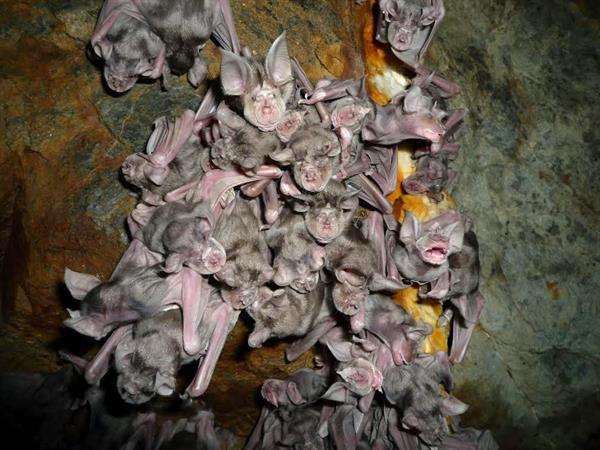 Una colonia de cría de la especie de murciélago Rhinolophus ferrumequinum. 