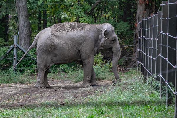 Fotografía divulgada por el grupo de defensa de los animales Nonhuman Rights Project donde aparece la elefanta asiática llamada