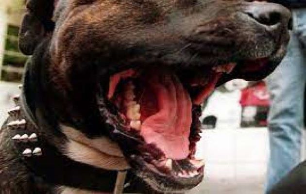 Este lamentable hecho reabre el debate sobre la tenencia de  perros de la raza pitbull. Foto: Grupo Epasa