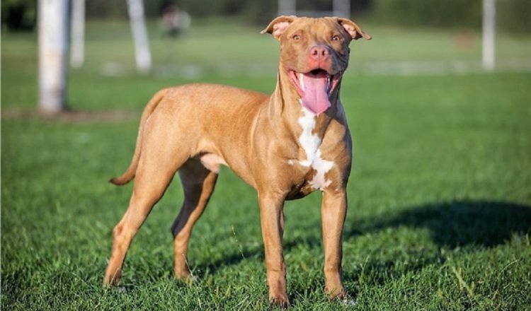 El pitbull es la raza más eficiente una vez ataca, indicó Canine Journal.