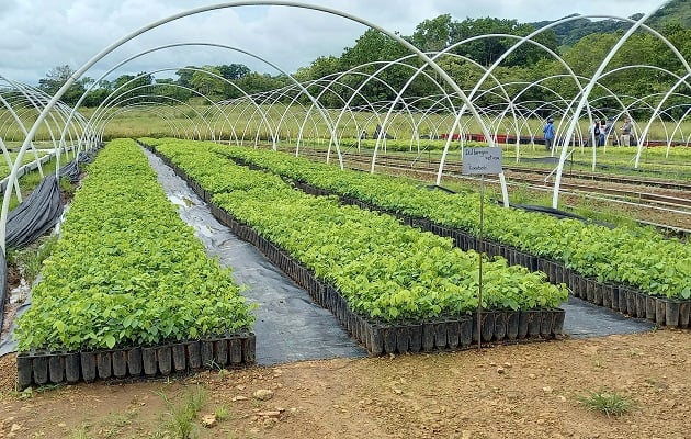 El cocobolo es una de las especies que se plantan en el vivero. Foto: Karol Lara