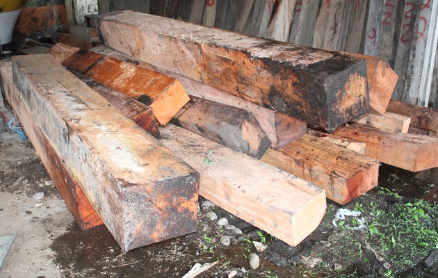 El espavé es una de las maderas que más se tala sin los permisos correspondientes. Foto: MiAmbiente