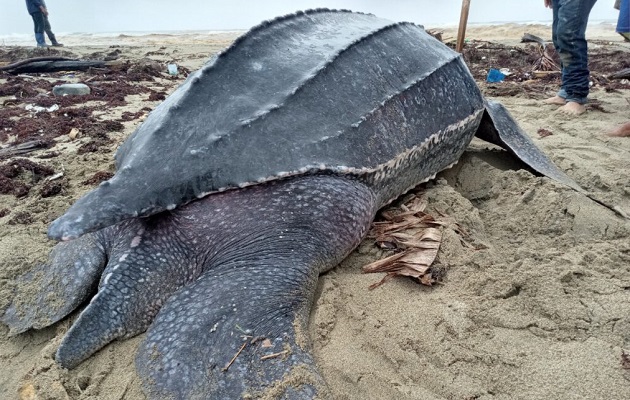 Esta especie  ha sido reportada con poca presencia en el Pacífico. Foto: MiAmbiente