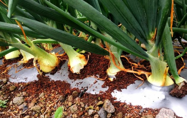 Panamá no ha sido autosuficiente en la producción de cebolla. Foto: MIDA