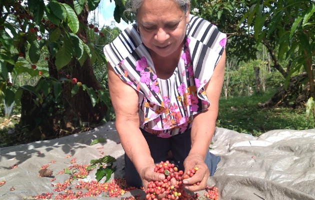 Aspiran poder comercializar bajo una marca todo el café de bajura que se produce en la región. Foto: Eric A. Montenegro