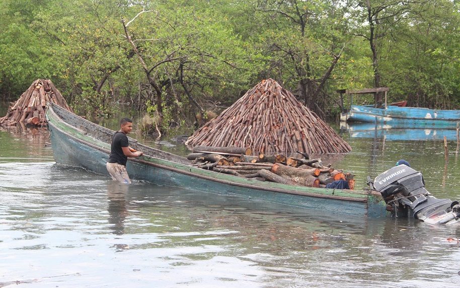 Las comunidades de Espavé y Sajalices han subsistido por años de la tala de mangle. Foto: Archivo Ilustrativa