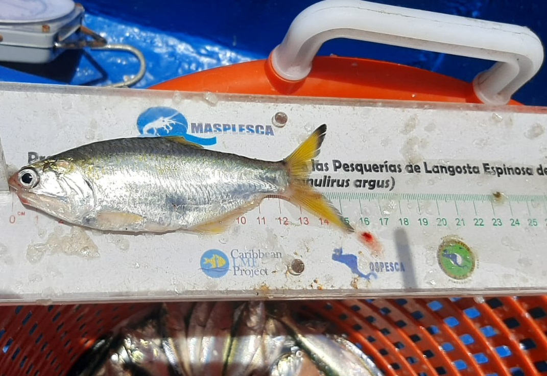 La anchoveta, así como el arenque, se utilizan para la producción de harina y aceite de pescado. Foto: Cortesía ARAP.