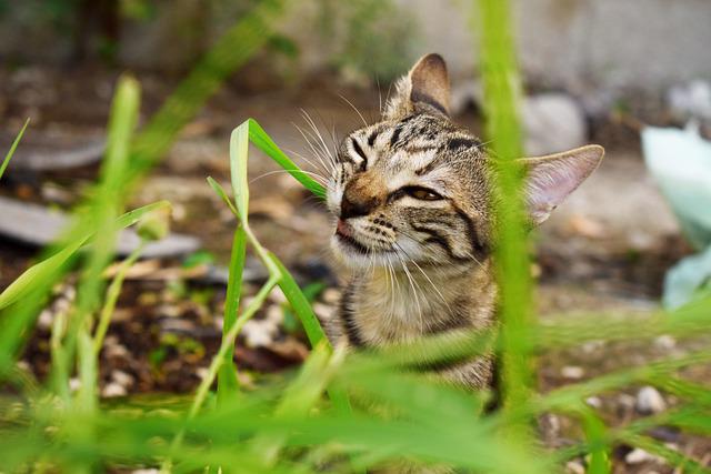 Panamá prepara primer Congreso de Medicina Felina “Cat X Panamá 2022