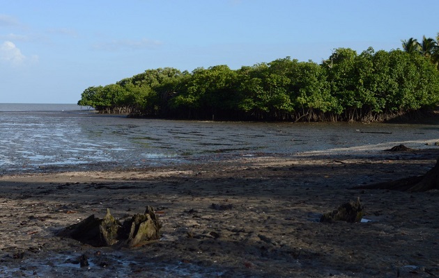 Los bosques de manglar están desapareciendo de tres a cinco veces más rápido que los bosques del mundo.  Foto: Audobon