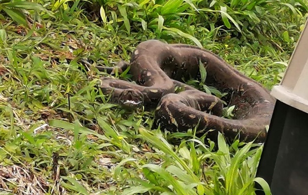 La boa constrictor, en etapa adulta, fue encontraba en el jardín de esta residencia y posteriormente fue liberada en un área protegida en el sector de Tierras Altas.