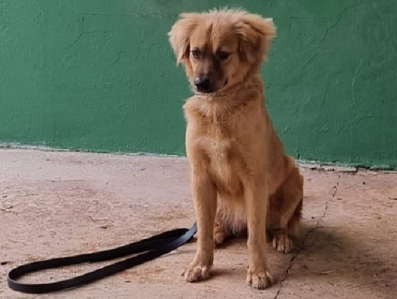 Una vez recuperada, fue trasladada a la Unidad Canina Agropecuaria (UCA) de Tocumen. Foto: Diomedes Sánchez