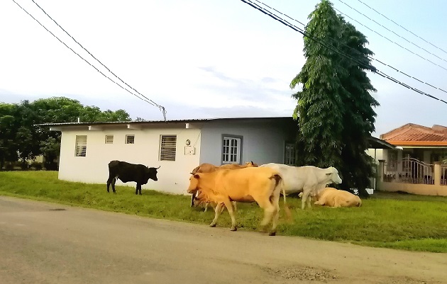 La presencia de animales en soltura que deambulan por las calles, casas y patios es constante, sin que sus propietarios hagan nada por corregir la situación. Foto. Thays Domínguez