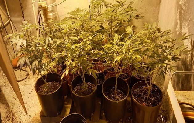 Se mantiene un operativo para dar con los dueños de la propiedad en la que se encontró el cultivo ilegal. Foto. Eric Montenegro