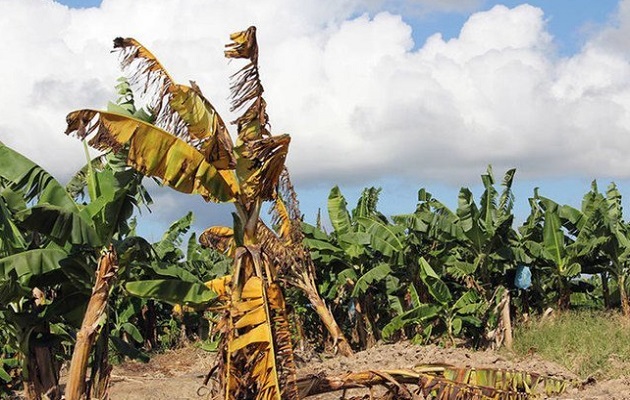 El estudio se realizó en  plantas como el plátano, guineo y tomate. Foto: UN