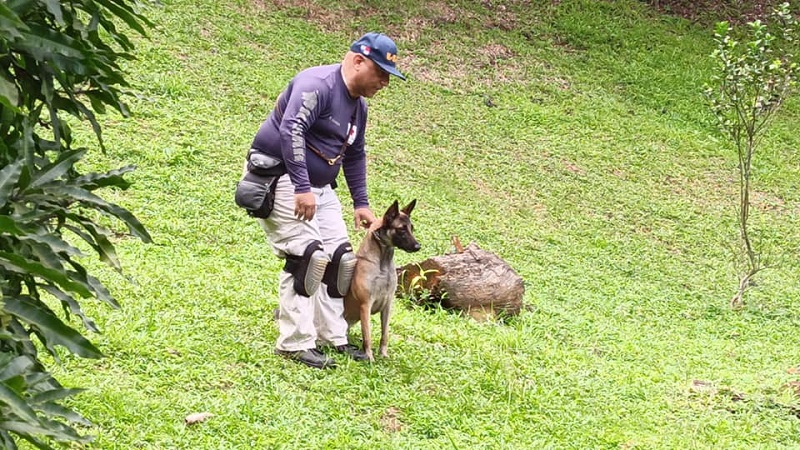 A la fecha, la Cruz Roja cuenta con cuatro binomios (hombres-perros) activos para misiones de ubicación y rescate. Foto: Cortesía Cruz Roja Panameña