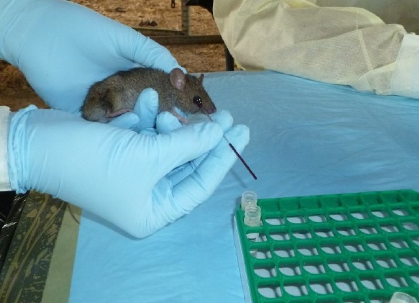 De acuerdo a la Organización Panamericana de la Salud, las infecciones por hantavirus pueden parecerse a otras enfermedades como el dengue. Foto: Archivo