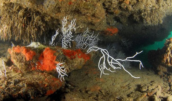 Imagen de archivo de Gorgonias y esponjas (Crambe crambe), tomada por la expedición Oceana Ranger de los fondos submarinos del golfo de Cádiz. Foto: EFE