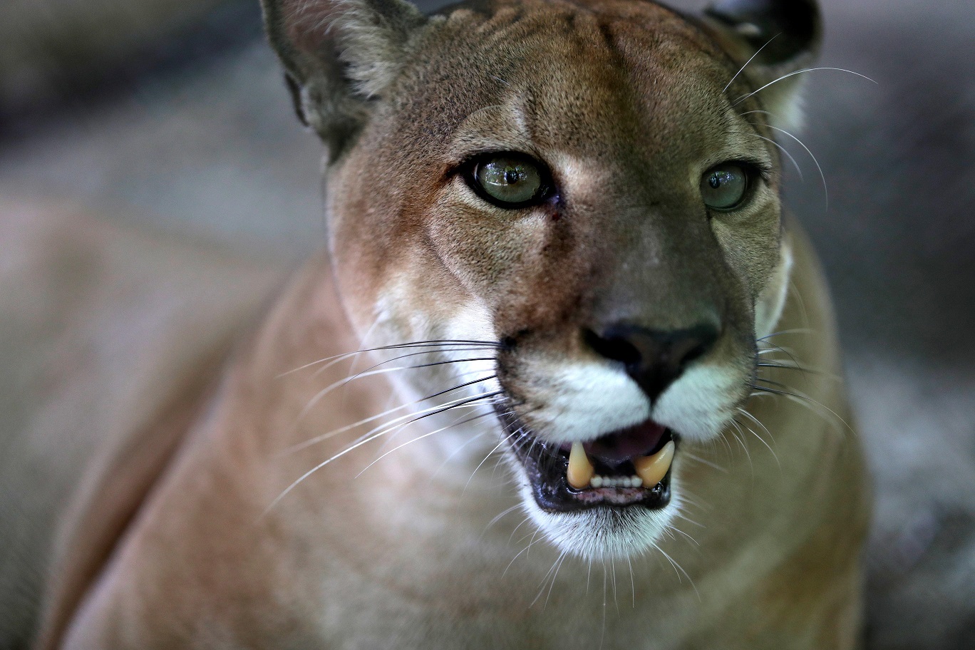 Se colocaron cámaras para tratar de evidenciar la presencia del felino.Foto: Thays Domínguez