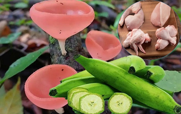 La dieta ha pasado de hongos silvestres, en algunas zonas, a productos comerciales. Foto: Cortesía