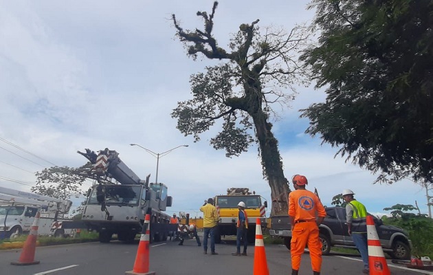 La directora regional de MiAmbiente Krislly Quintero, señaló que, debido a problemas fitosanitarios del árbol, el mismo padece enfermedades que poco a poco han causado su deterioro. Foto. Cortesía