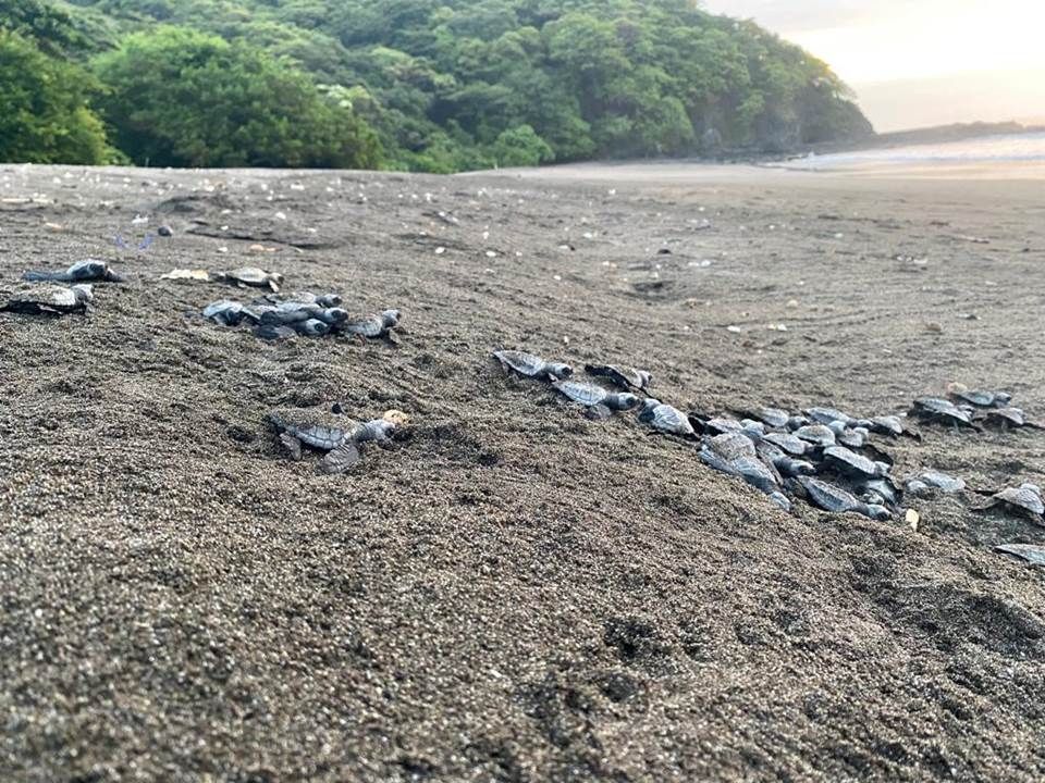 En la provincia de Los Santos, la reserva de vida silvestre de playa La Marinera, en Tonosí, es uno de los escenarios predilectos para anidación de tortugas. Foto. Thays Dompinguez